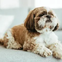 Słodki shih tzu o brązowo-białym umaszczeniu leży na kanapie, emanując spokojem i przyjaznym usposobieniem.