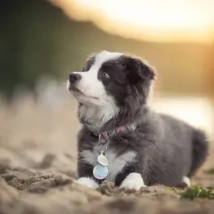 Szczeniak z niebieskimi oczami, mimo chwilowego smutku (puppy blues), wygląda uroczo na piasku.