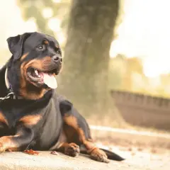 Rottweiler waga: potężny pies leży na ziemi, dysząc z językiem na zewnątrz.