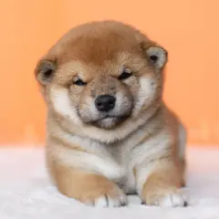 Uroczy szczeniak rasy shiba inu, z rudym futerkiem i przymrużonymi oczkami, leży na białym tle.