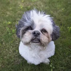 Uroczy piesek rasy shih tzu, z charakterystycznym umaszczeniem, siedzi na trawie. Różne odmiany shih tzu zachwycają swoim wyglądem.