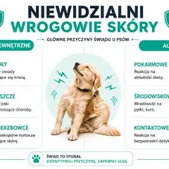 Pies drapie się z powodu pasożytów zewnętrznych (pchły, kleszcze, świerzbowce) lub alergii (pokarmowych, środowiskowych, kontaktowych).