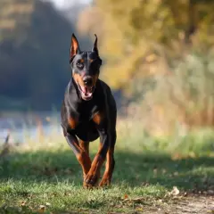Czarny doberman biegnie przez trawiasty teren. Jego waga jest idealnie proporcjonalna do sylwetki, co widać po jego dynamicznym ruchu.