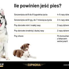 Tabela: ile powinien jeść pies? Podział na wiek i rasę: szczenięta 4-5 razy dziennie, dorosłe małe 3 razy, duże 2 razy, chore po konsultacji z weterynarzem.