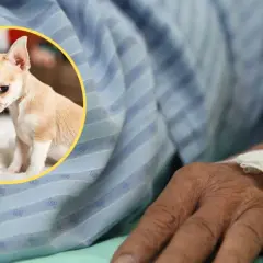 Mały piesek chihuahua, który zdechł po narkozie, smutno patrzy z kółka na rękę pacjenta podłączonego do kroplówki.