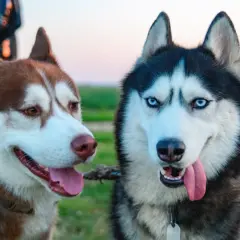 Dwa urocze husky, jeden rudy, drugi czarno-biały, patrzą w obiektyw. Ich spojrzenia mówią wszystko – to najsłodsze psy rasy!