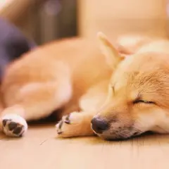 Śpiący szczeniak Shiba Inu, przytulony do ciemniejszego psa. Może właśnie śni o tym, dlaczego pies chrapie.
