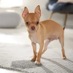 Mały, rudy chihuahua na dywanie. Czas zacząć naukę, jak nauczyć psa załatwiać się na dworze.