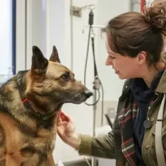 Uśmiechnięta kobieta głaszcze owczarka niemieckiego. Piesek czuje się bezpiecznie, bo jest u weterynarza.