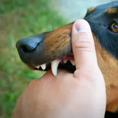 Doberman z ostrymi zębami delikatnie naciska na palec. Czas nauki, kiedy szczeniak przestaje gryźć, jest kluczowy.