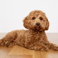 Uroczy, dorosły cavapoo o rudym, kręconym futrze leży na drewnianej podłodze, patrząc wprost na widza.