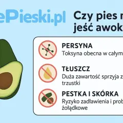 Awokado dla psa? Grafika ostrzega przed toksyną, tłuszczem i pestką, które mogą zaszkodzić pupilowi.