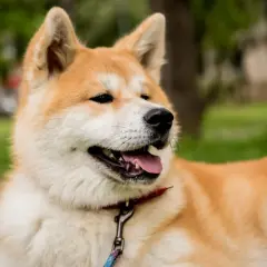 Urocza akita leży na trawie. Czy akita jest groźna? Ten piesek wygląda na łagodnego i przyjaznego.