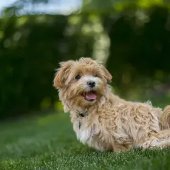 Uroczy maltipoo na trawie, z językiem na wierzchu. Zastanawiasz się, ile żyje maltipoo? Odpowiedź zależy od wielu czynników, ale te psy często cieszą się długim i szczęśliwym życiem.