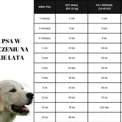 Tabela pokazuje, do jakiego wieku rośnie pies w przeliczeniu na ludzkie lata, zależnie od jego wielkości.
