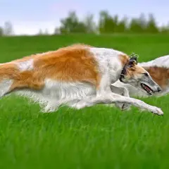 Dwa charty rosyjskie pędzą przez zieloną łąkę, wyglądając jak najszybszy pies na świecie.