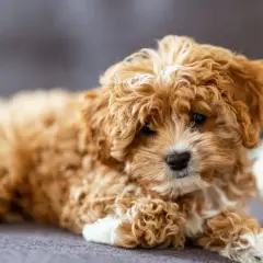 Słodki, kudłaty szczeniak Cavapoo leży na szarej kanapie.