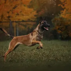 Dynamiczny owczarek belgijski malinois, jeden z psów policyjnych ras, skacze na tle jesiennych drzew.