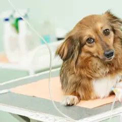 Piesek na stole weterynaryjnym otrzymuje kroplówkę. W tle widać butelki z płynami.