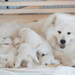 Matka samojed z gromadką szczeniąt. Jej łagodny samojed charakter widać w opiece nad maluchami.