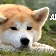 Akita Inu o łagodnym spojrzeniu leży na trawie. Poznaj akita inu charakter, by zrozumieć jego lojalność i spokój.