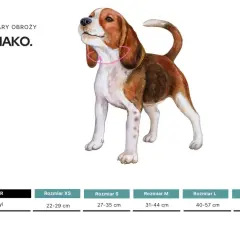 Ilustracja beagla z zaznaczonym obwodem szyi. Tabela pokazuje, jak zmierzyć psa w kłębie, podając rozmiary obroży.
