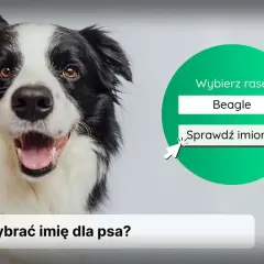 Uśmiechnięty border collie zachęca do sprawdzenia najpopularniejszych imion dla psa. Wybierz rasę Beagle i odkryj propozycje!