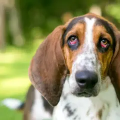 Smutny basset hound z brązowymi uszami i plamistą sierścią. Jego oczy, choć niebieskie, wydają się lekko zaczerwienione.