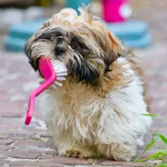 Uroczy shih tzu z różową szczotką w pysku. Może to być jego sposób na radzenie sobie z wadami pielęgnacyjnymi.