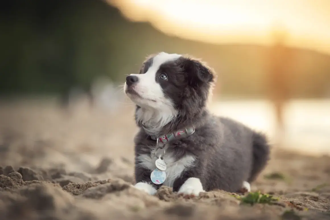 Szczeniak z niebieskimi oczami, mimo chwilowego smutku (puppy blues), wygląda uroczo na piasku.