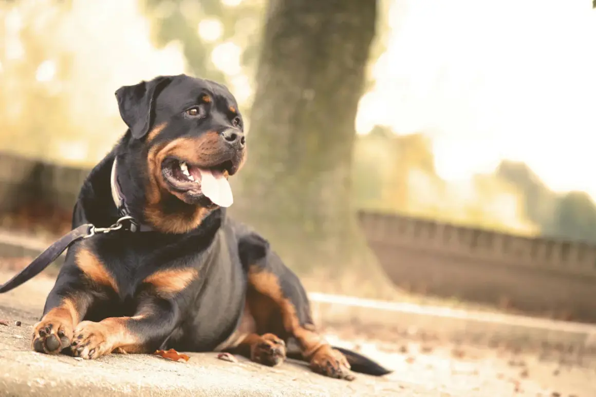 Rottweiler waga: potężny pies leży na ziemi, dysząc z językiem na zewnątrz.