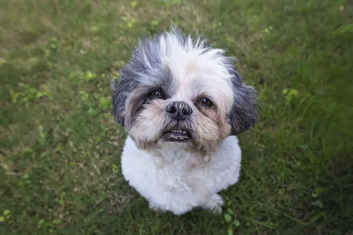 Uroczy piesek rasy shih tzu, z charakterystycznym umaszczeniem, siedzi na trawie. Różne odmiany shih tzu zachwycają swoim wyglądem.
