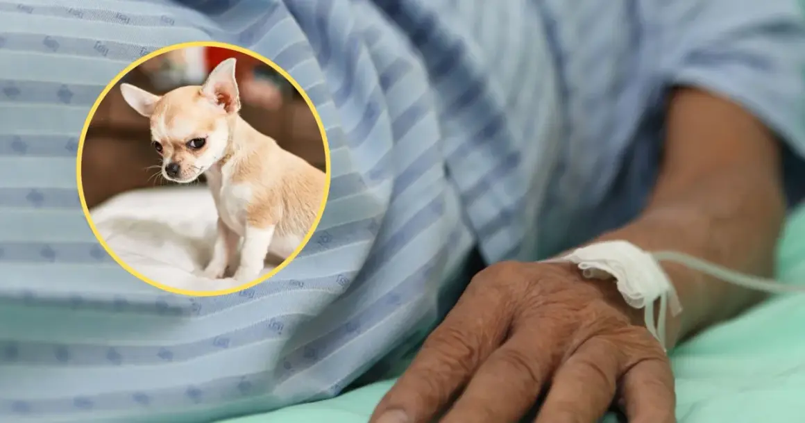 Mały piesek chihuahua, który zdechł po narkozie, smutno patrzy z kółka na rękę pacjenta podłączonego do kroplówki.