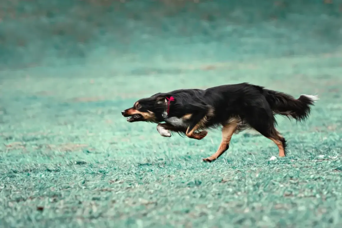 Czarny pies z rudymi znaczeniami w szaleńczym biegu, doświadczający **zoomies u psa**. Wesołe szaleństwo na zielonej trawie.