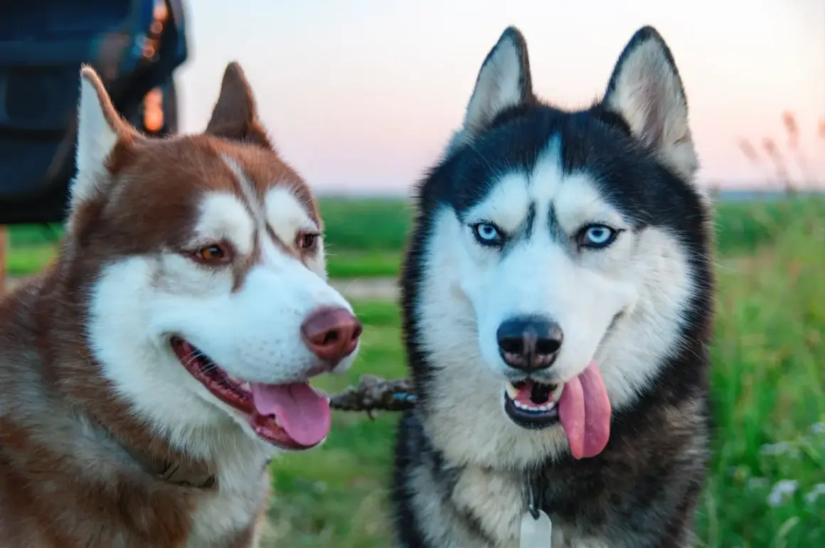 Dwa urocze husky, jeden rudy, drugi czarno-biały, patrzą w obiektyw. Ich spojrzenia mówią wszystko – to najsłodsze psy rasy!