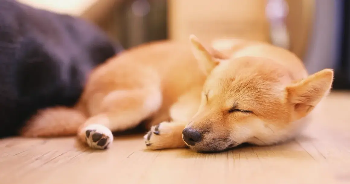Śpiący szczeniak Shiba Inu, przytulony do ciemniejszego psa. Może właśnie śni o tym, dlaczego pies chrapie.