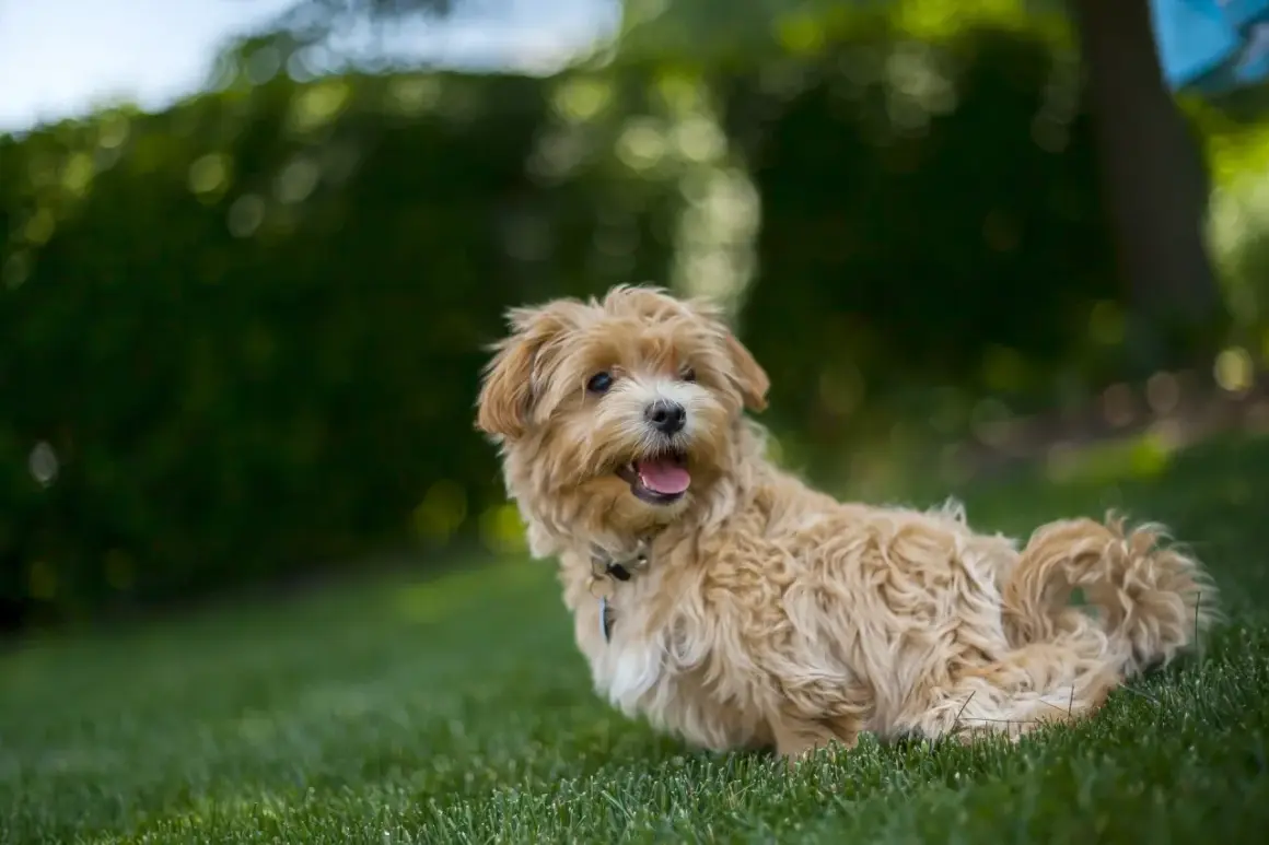 Uroczy maltipoo na trawie, z językiem na wierzchu. Zastanawiasz się, ile żyje maltipoo? Odpowiedź zależy od wielu czynników, ale te psy często cieszą się długim i szczęśliwym życiem.