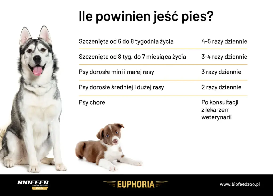 Tabela informuje o częstotliwości karmienia psa w zależności od wieku i rasy. Zdjęcie przedstawia dorosłego husky i szczeniaka.