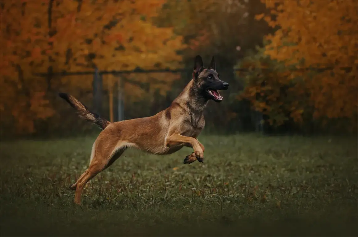 Dynamiczny owczarek belgijski malinois, jeden z psów policyjnych ras, skacze na tle jesiennych drzew.