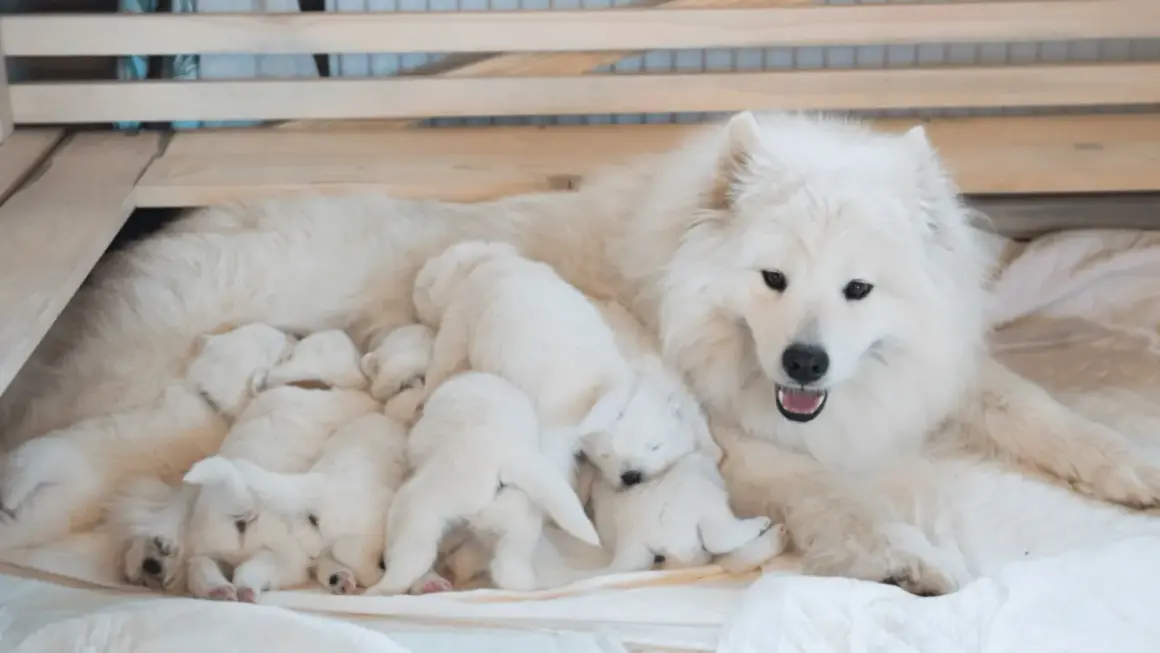 Matka samojed z gromadką szczeniąt. Jej łagodny samojed charakter widać w opiece nad maluchami.