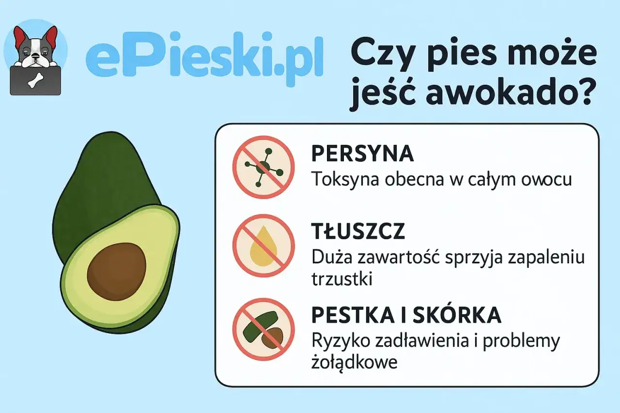 Awokado dla psa? Grafika ostrzega przed persyną, tłuszczem i pestką ze skórką, które mogą zaszkodzić pupilowi.