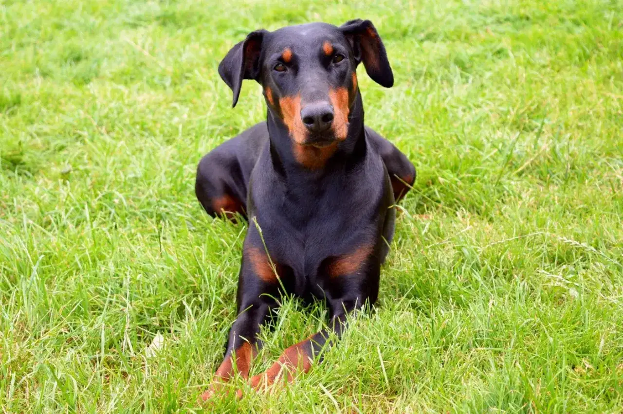 Czarny doberman z rudymi znaczeniami leży na zielonej trawie. Jego uszy są opuszczone, a oczy patrzą prosto przed siebie. To piękny opis psa.