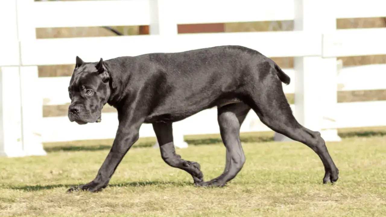 Czarny pies rasy Cane Corso, o potężnej budowie, idzie po trawie. Czy cane corso są groźne? Ten pies wygląda na spokojnego.
