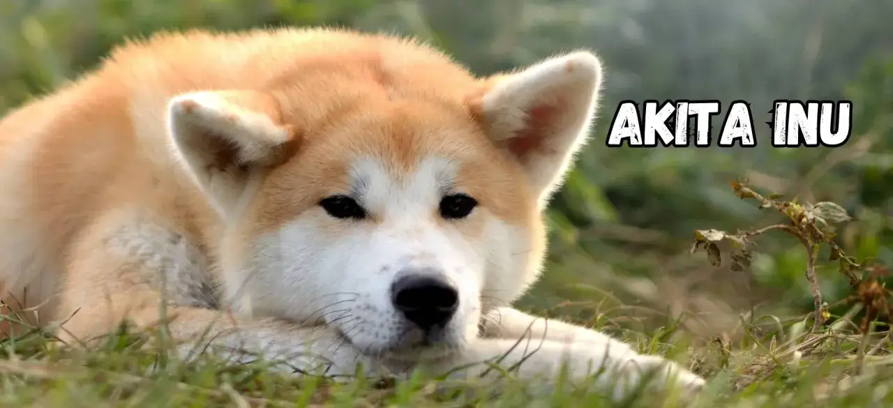 Akita Inu o łagodnym spojrzeniu leży na trawie. Poznaj akita inu charakter, by zrozumieć te wspaniałe psy.