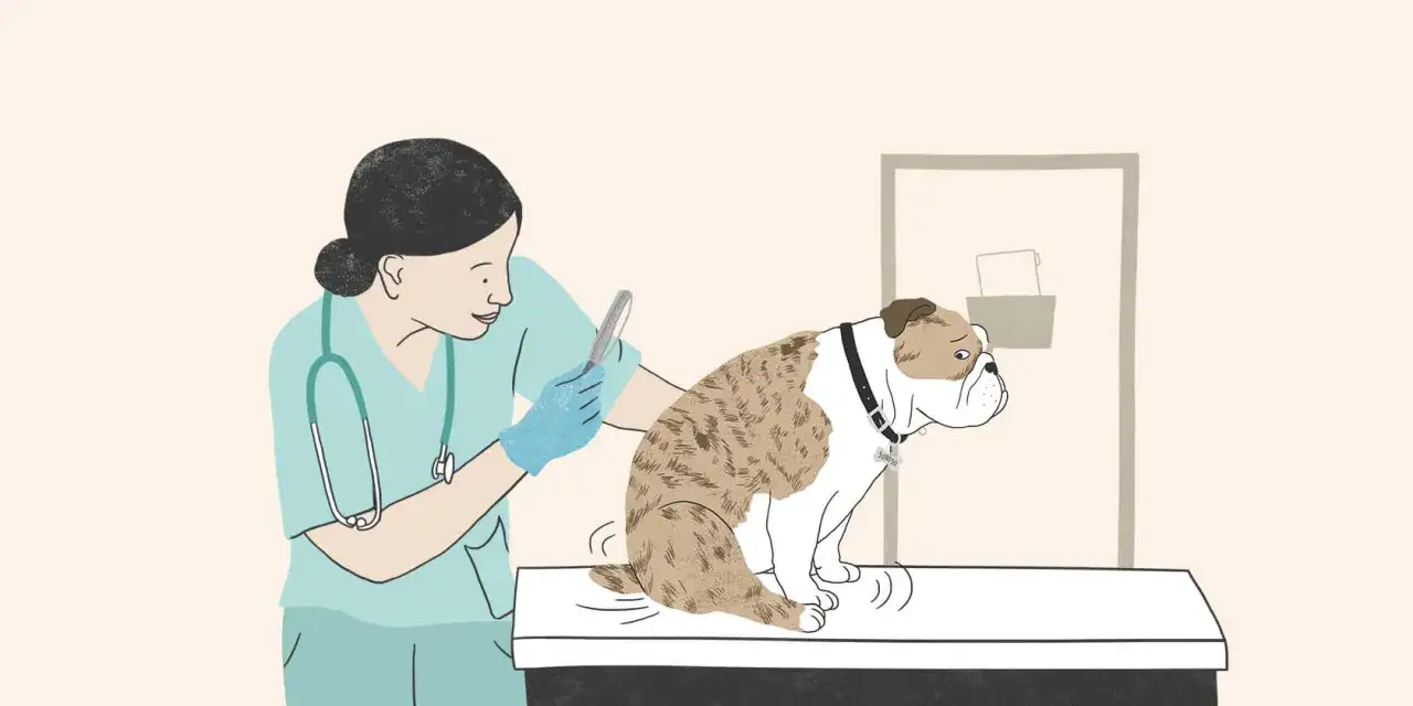 Weterynarz bada buldoga, który się drapie. Czy to alergia? Dowiemy się, dlaczego pies się drapie.