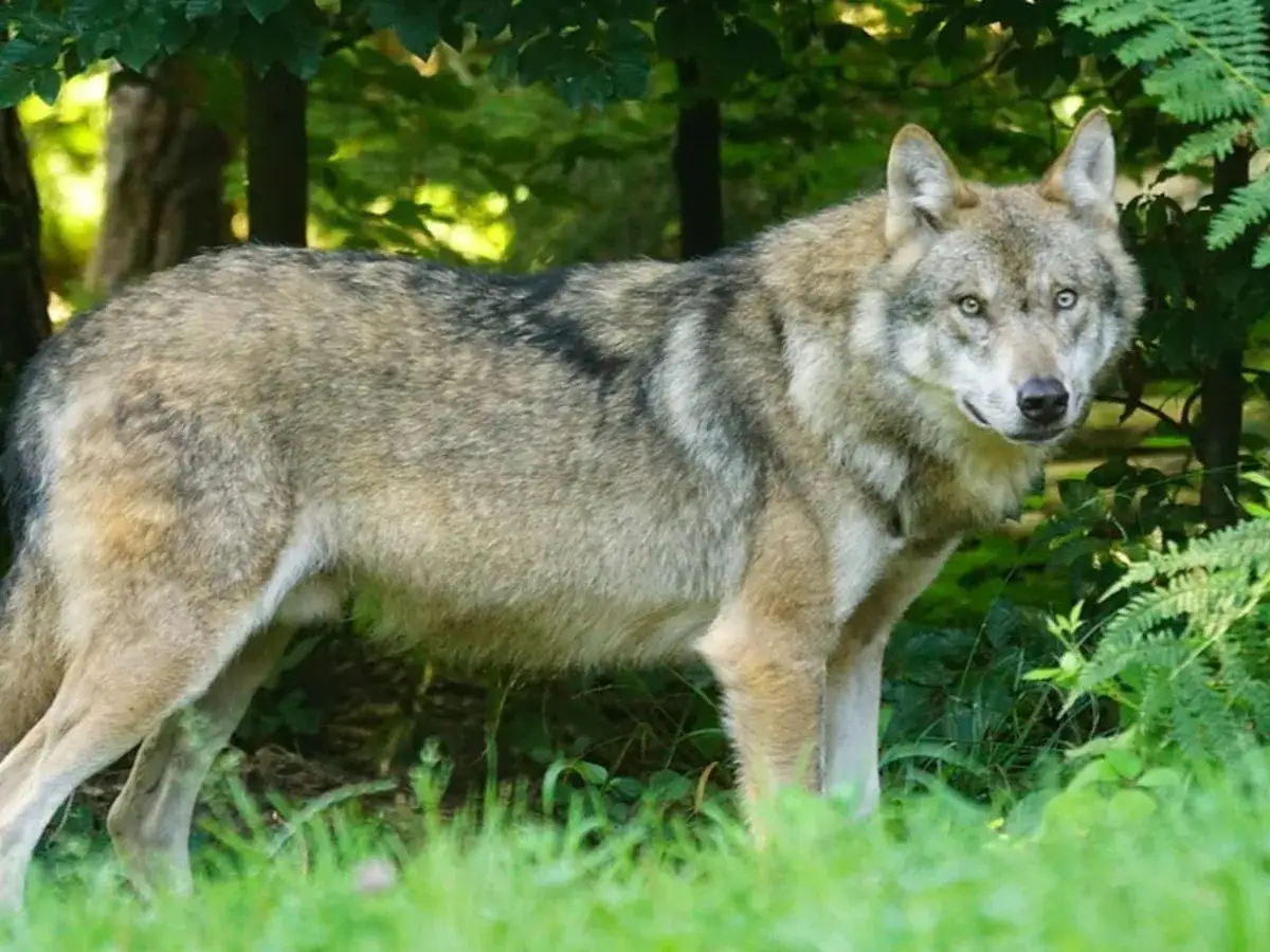 Pies podobny do wilka, o szarym futrze i przenikliwych oczach, stoi w gęstwinie leśnej.