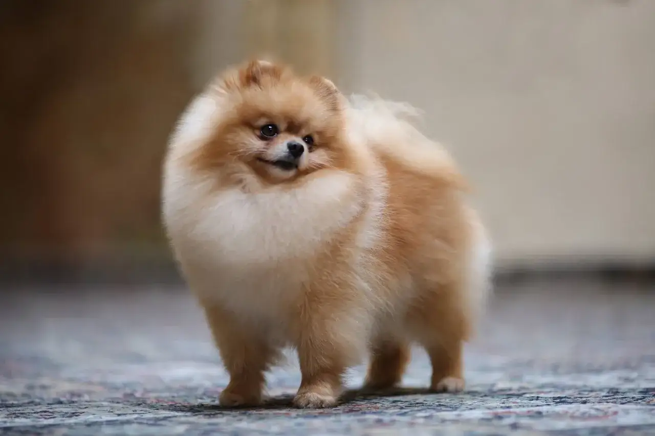 Puszysty pomeranian na dywanie, szukasz informacji o pomeranian cena?