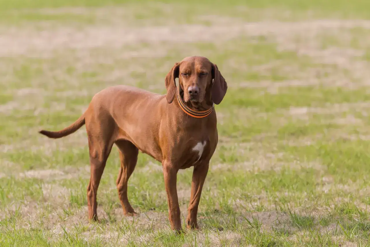 Ruda, elegancka węgierska rasa psa, Vizsla, stoi na trawie, zamykając oczy.