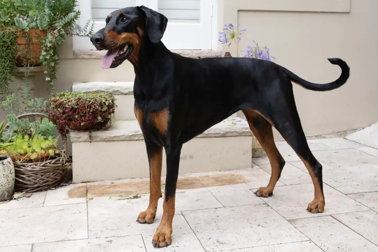 Doberman, jeden z dużych psów krótkowłosych, stoi na tarasie wśród roślin.