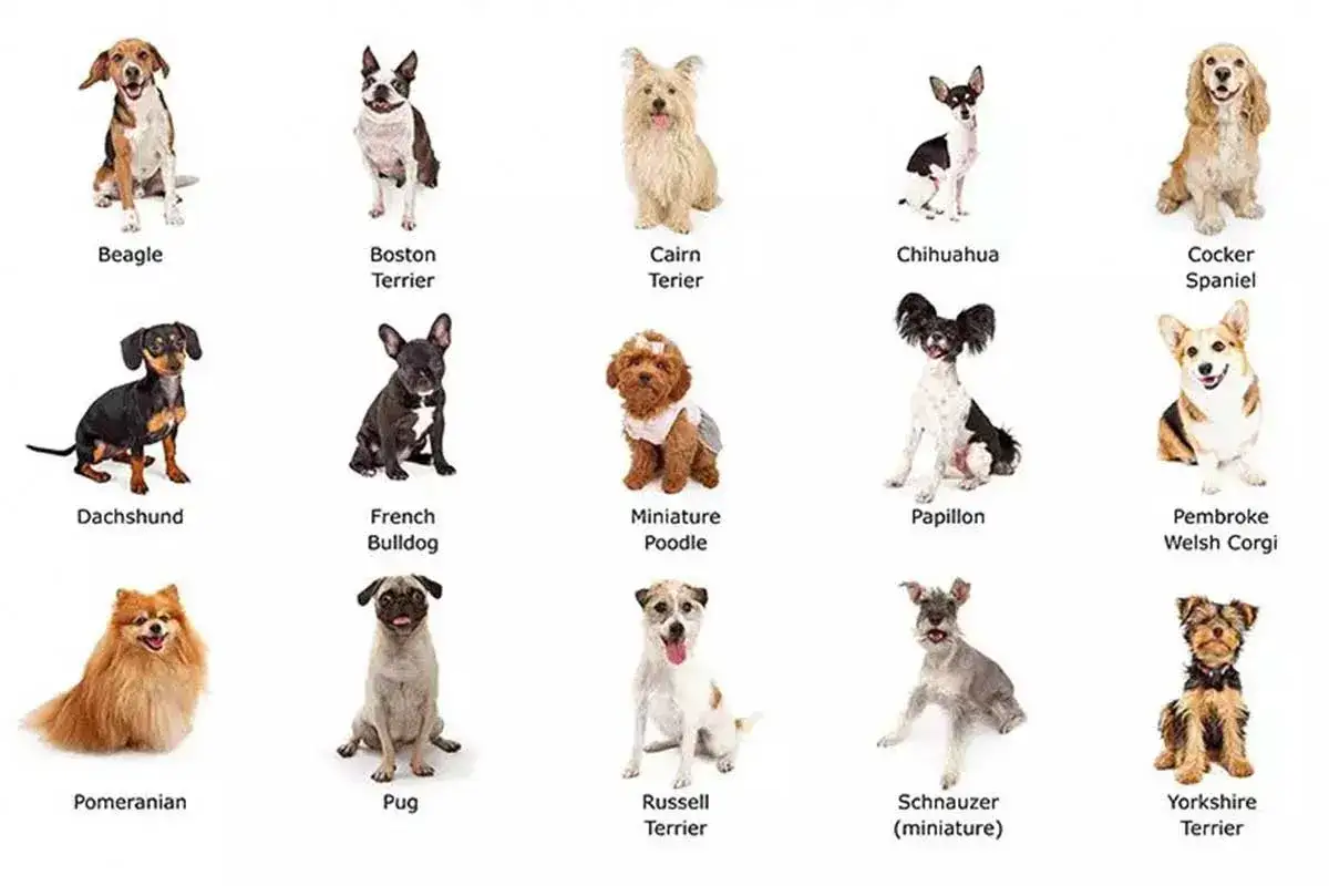 Chihuahua, najmniejsza rasa psa, siedzi obok innych ras psów, takich jak Beagle i Yorkshire Terrier.